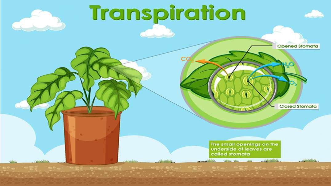 Transpiration in Plants: Xylem and Phloem