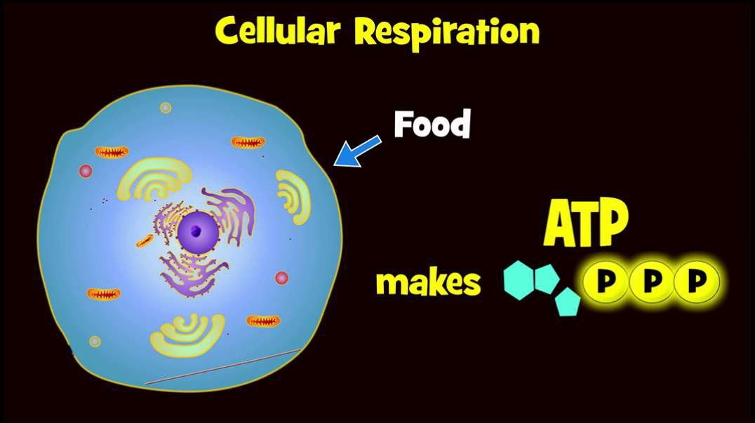 Glycolysis:  (Aerobic Respiration Stage 1) and Exploding Sugar Demo