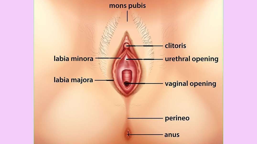 The Female Reproductive System of Human