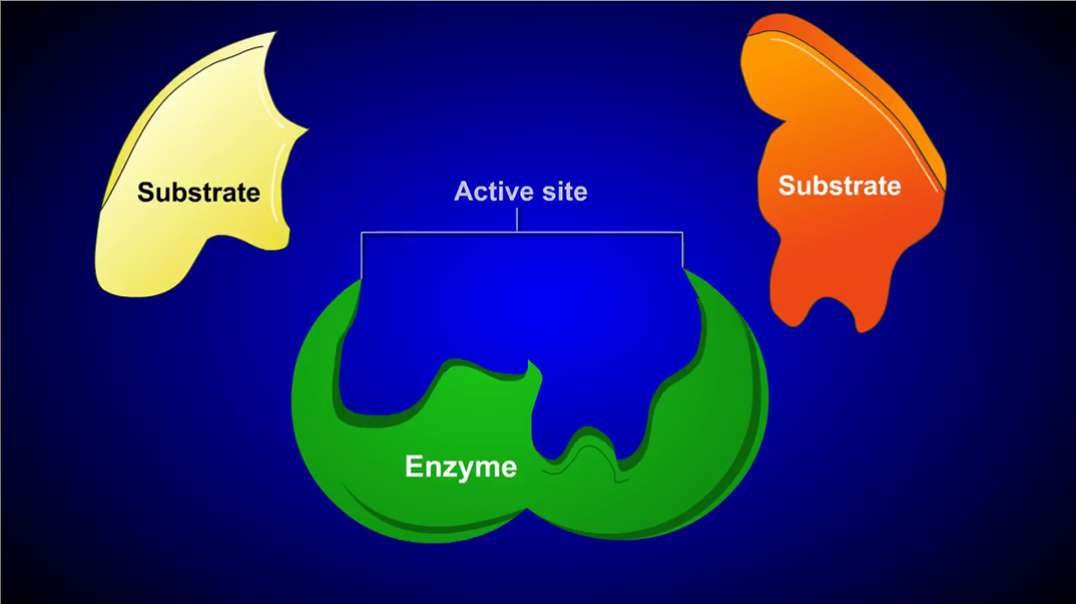 How Enzymes Work: In Short
