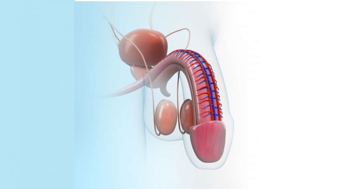 Male Reproductive: Overview