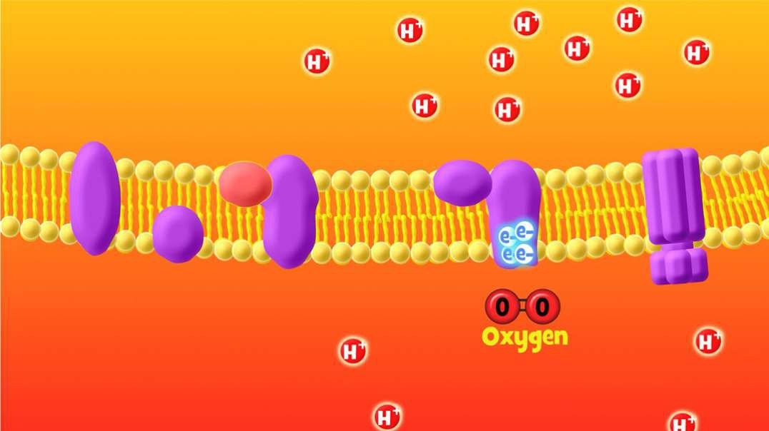 The Electron Transport Chain (Aerobic Respiration Stage 4)