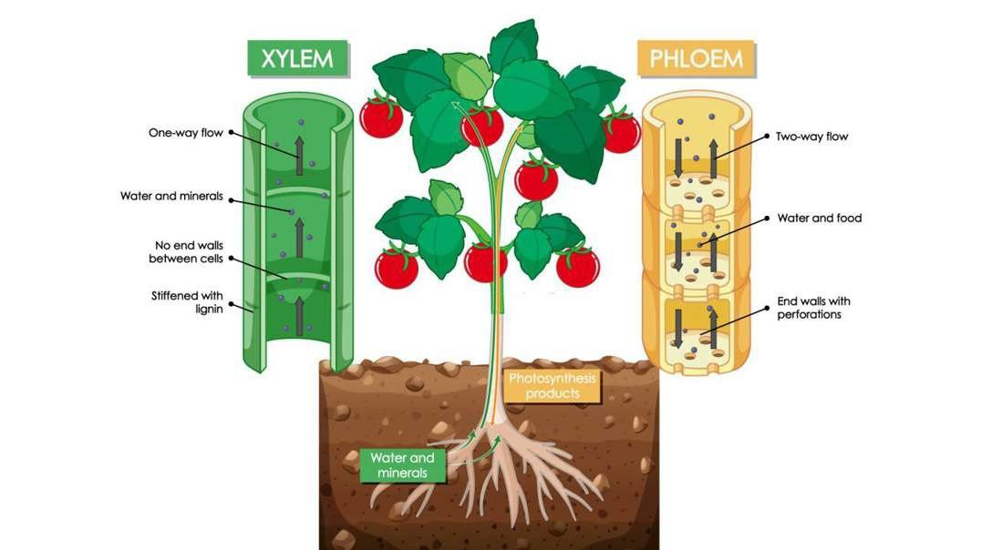 Transportation in Plants