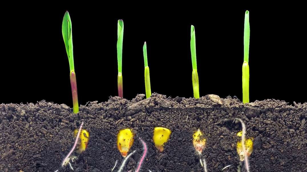 Time Lapses Of Seeds Growing