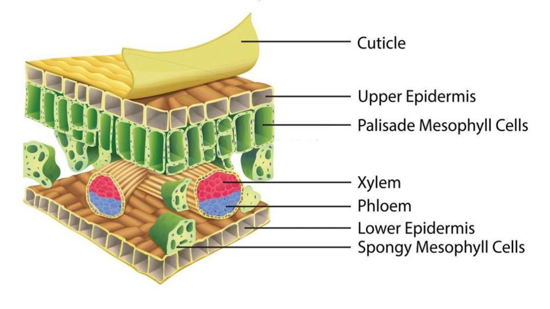 Structure of a Leaf