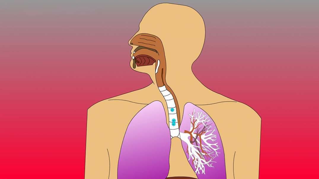 Respiratory System - How The Respiratory System Works