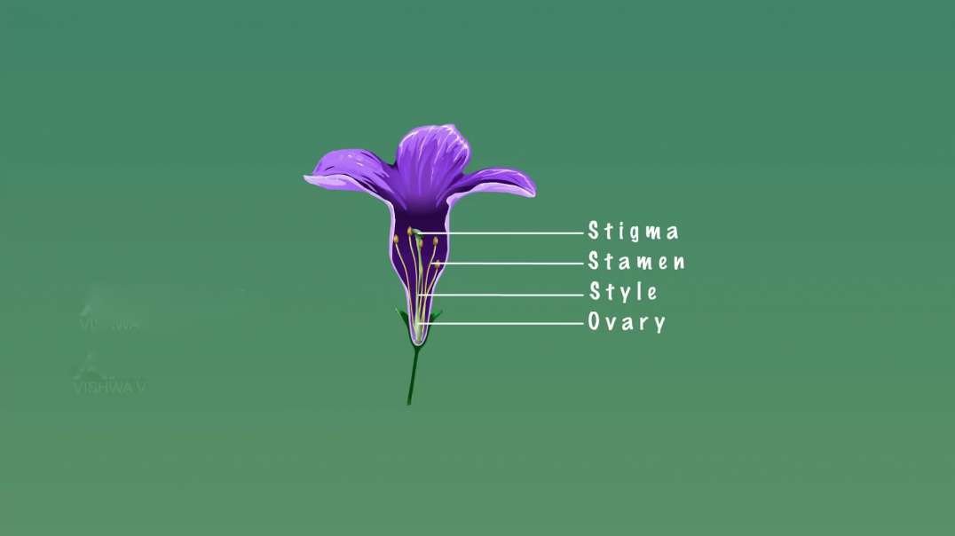 Characteristics of Flowers