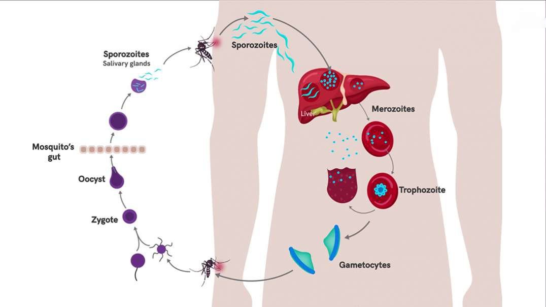 Malaria and Life Cycle of Plasmodium