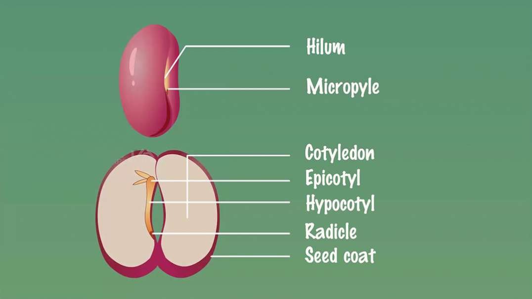 Embryo of Dicot Seeds