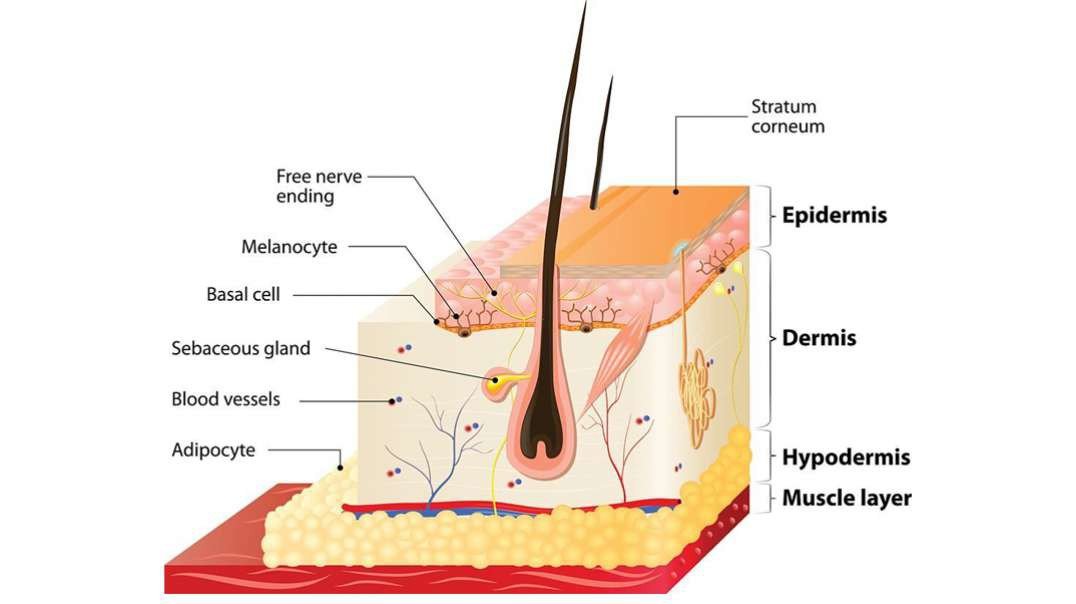 What is skin: The layers of human skin